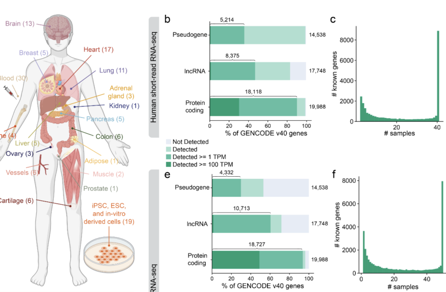 The ENCODE4 long-read RNA-seq collection reveals distinct classes of transcript structure diversity