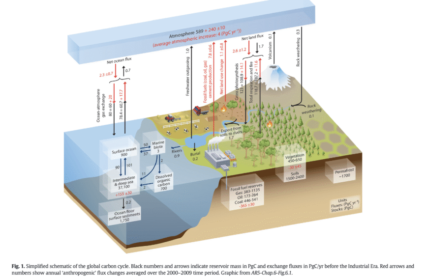 Scrutinizing the Carbon Cycle